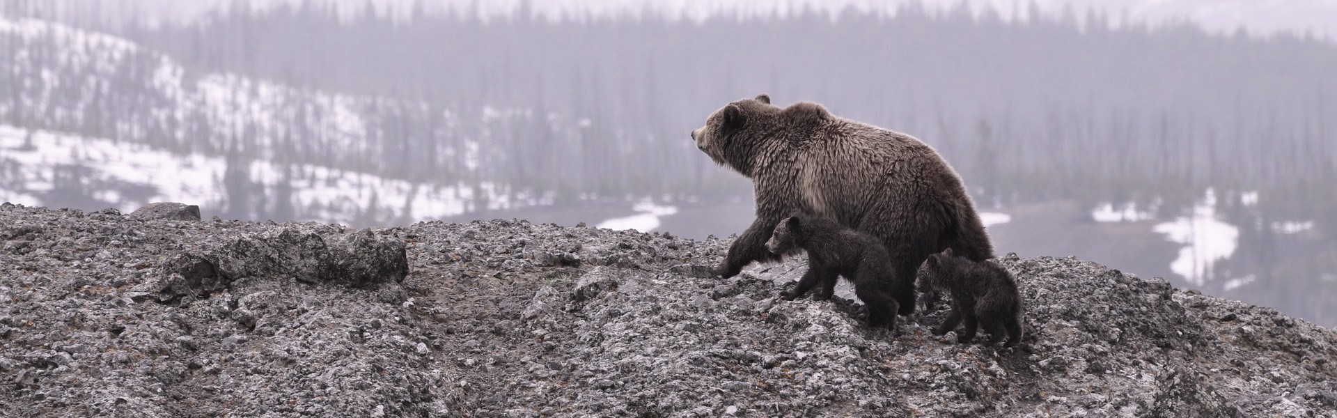 Bears_in_arctic_forrest.jpg